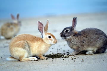 Sweet rabbit background photo
