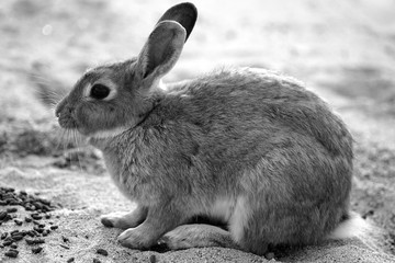 Sweet rabbit background photo