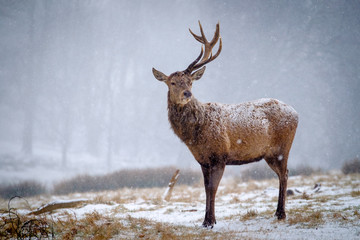 Red Deer Stag in Snow (Richmond Park)