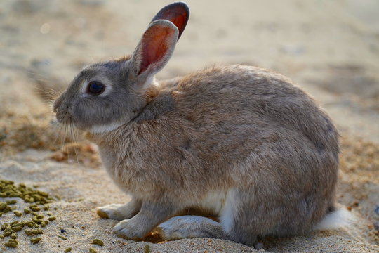 Sweet rabbit background photo