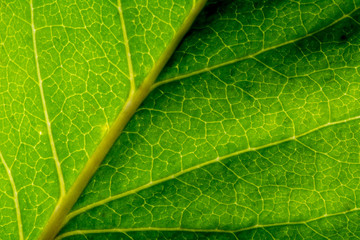 Macro of healthy green leaf with light green veins - slightly tilted