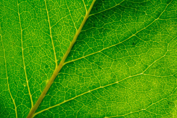 Fototapeta na wymiar Macro of healthy green leaf with light green veins - slightly tilted