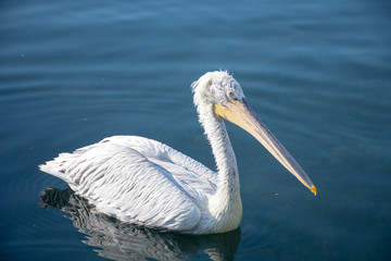 Side view of pelican in the sea. Writing area. Background. Wallpaper.
