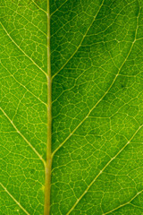 Macro of healthy green leaf with light green net of veins - vertical