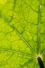 Macro of healthy green nasturtium leaf with light green net of veins and a stem