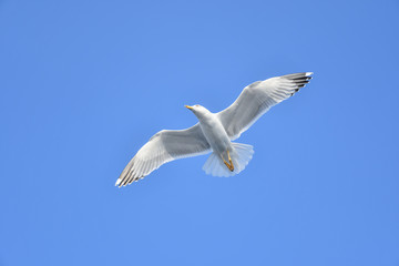 Obraz premium Seagull flying in the sky. Writing area. Background. Wallpaper
