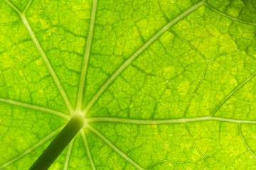 Macro of healthy green nasturtium leaf with light green net of veins and a stem