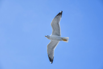 Seagull flying in the sky. Writing area. Background. Wallpaper