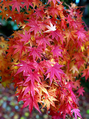 background photo of a maple leaf in autumn