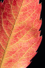 Close-up of red leaf with yellowish veins on black background