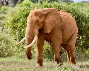 Large bull African elephant walking through his home territory in Tsavo East National Park, Kenya.  (Loxodonta africana) 
