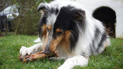 dog is eating a big bone