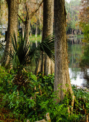 cypress trees along the rainbow river