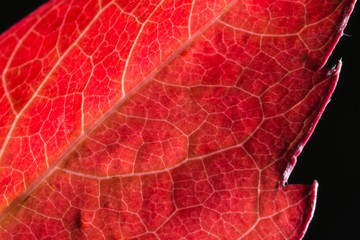 Macro of red autumn leaf with net of veins on black bacground