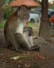 Profile of a monkey in Kuala Selangor, Malaysia