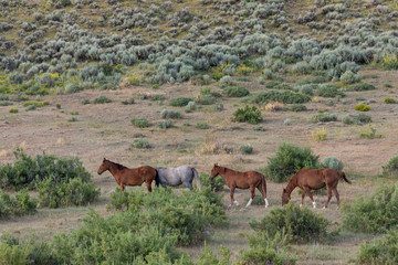 Naklejka na ściany i meble Herd of Wild Horses in Sand Wash Basin Colorado 