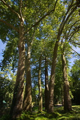 Big trees in botanic garden of Nantes in France,Europe
