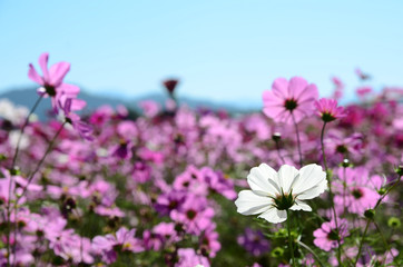 Beautiful cosmos flower garden against blue sky