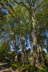 Big trees in botanic garden of Nantes in France,Europe
