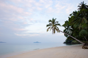 Fototapeta na wymiar sea coast with palm