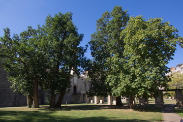 Big trees at Chateau des ducs de Bretagne in Nantes in France,Europe