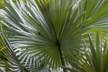 Palmeira com folha tipo leque