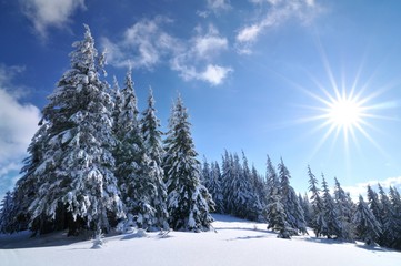 Obraz premium Sunny day in the winter forest