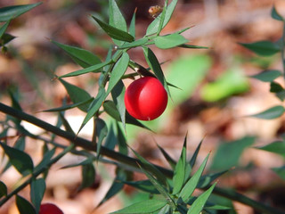 Ruscus