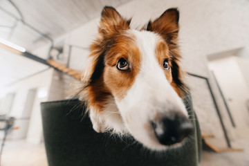 border collie dog portrait indoors, wide angle