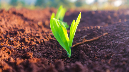 Corn seedlings with sunlight Thailand