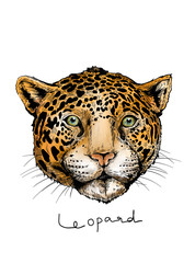 The leopard head hand draw on white background 