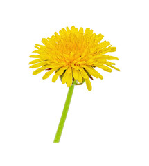 Yellow dandelion without background