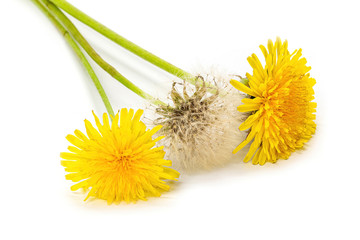 Yellow dandelion without background