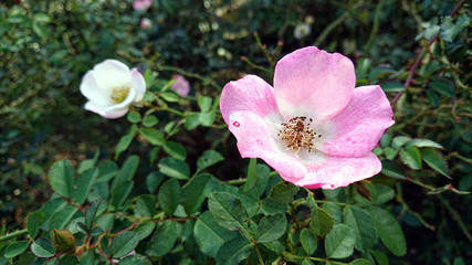 Fototapeta na wymiar background photo of a blooming flower