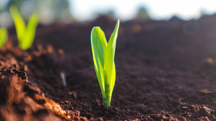 Corn seedlings with sunlight Thailand