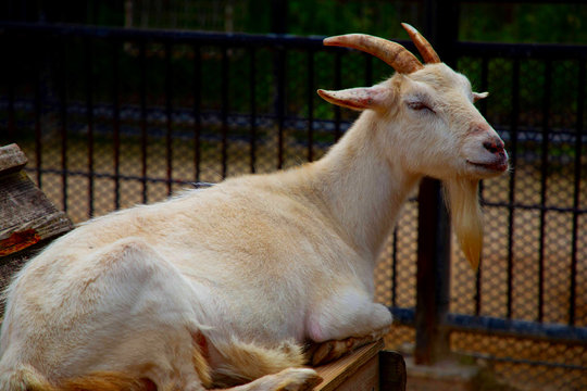 background photo of a resting goat
