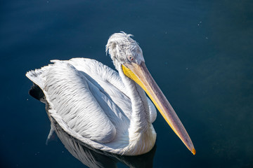 Pelican front view at sea. Writing area. Background. Wallpaper.