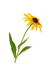 Rudbeckia yellow. Coneflower. Yellow Daisy