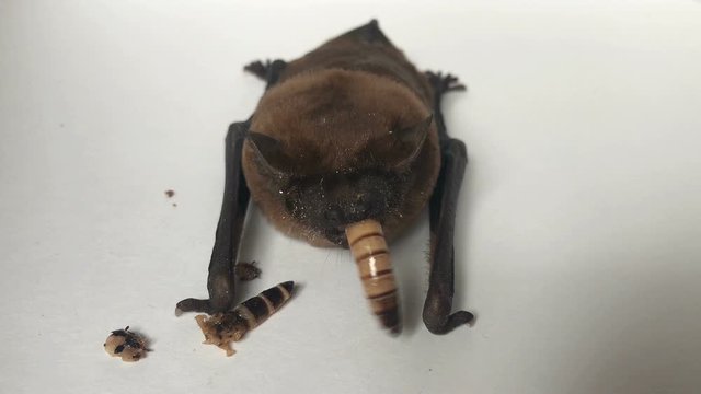 bat eats a worm, close-up