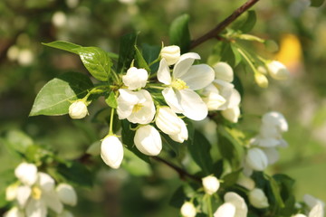 white flowers of apple tree
