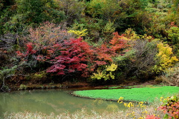 Autumn leaves in japan shizuoka