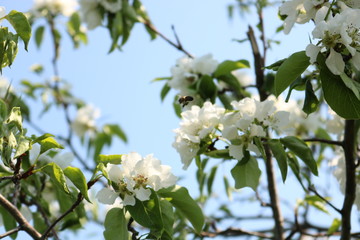 blooming apple tree in spring