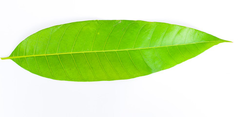 Fototapeta na wymiar Green leaves isolated from a white background.