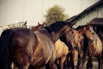 Herd of horses runs from the field home to the stable.