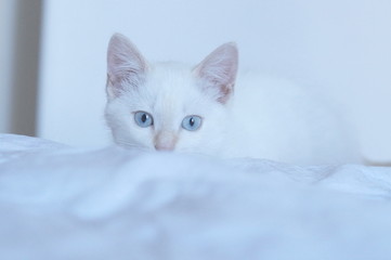 Fototapeta na wymiar chat blanc