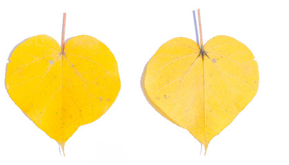 Leaves in front and back, isolated on a white background