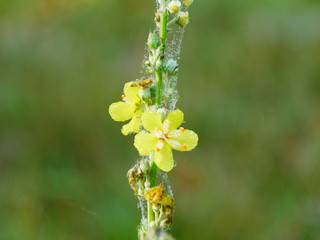 Eisblume