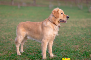 Golden retriever playing with his toy. holding it in his mouth a toy.toy to his feet.standing,lying down or running.Outdoor.