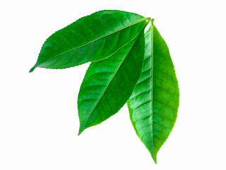 green leaves isolated on white background, fresh green tea leaves 