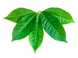 Naklejka na ściany i meble green leaves isolated on white background, fresh green tea leaves 